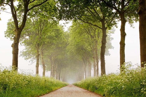 Framed This Appears Print