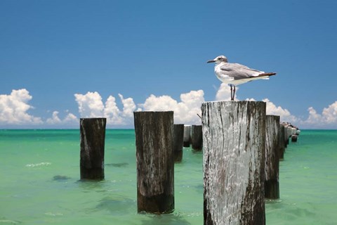 Framed Welcome to Naples, Florida Print