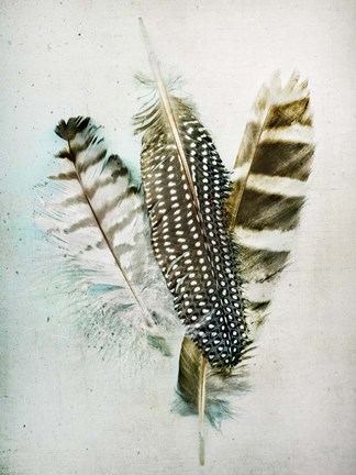 Framed Owl - Guinea Feathers Print