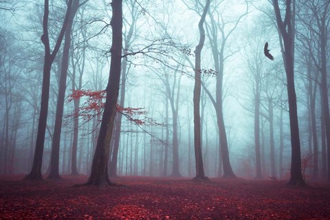 Framed Solstice in Fog Print