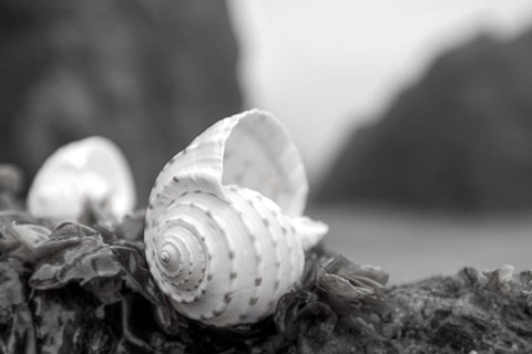 Framed Crescent Beach Shells 1 Print