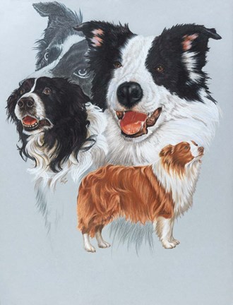 Framed Border Collie Print