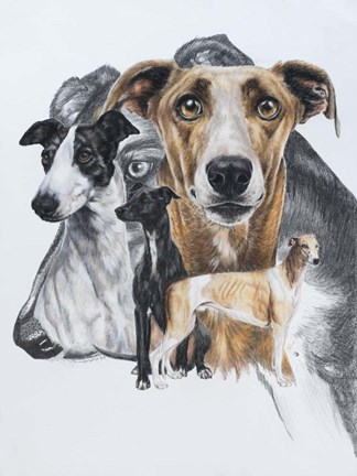 Framed Greyhound Print