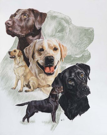 Framed Labrador Print