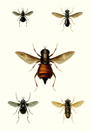 Framed Entomology Series III Print