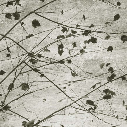 Framed Laced Sky I Print