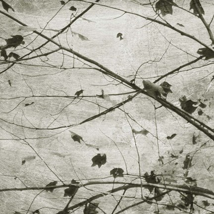 Framed Laced Sky IV Print