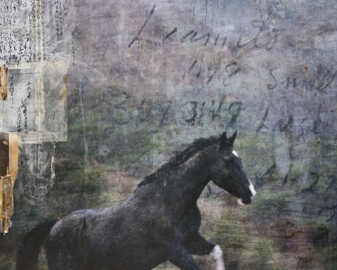 Framed Horse Exposures I Print