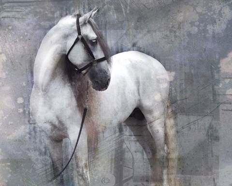 Framed Horse Exposures II Print