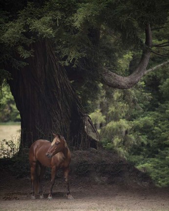 Framed Horse in the Trees II Print