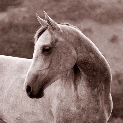 Framed Tempest Print