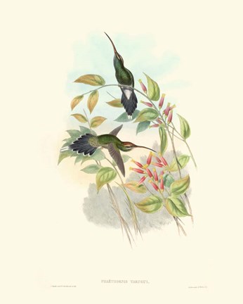 Framed Hummingbird Delight I Print