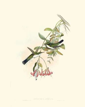 Framed Hummingbird Delight V Print