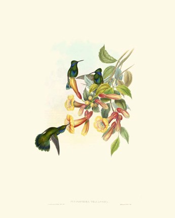 Framed Hummingbird Delight IX Print