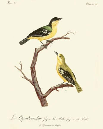Framed Vintage French Birds V Print