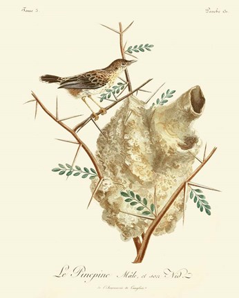 Framed Vintage French Birds VIII Print