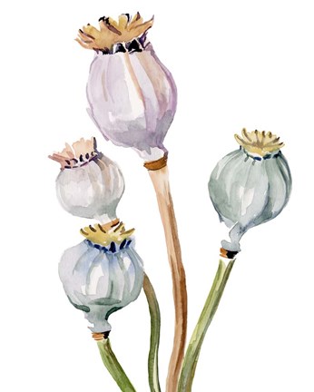 Framed Watercolor Poppy Pods II Print