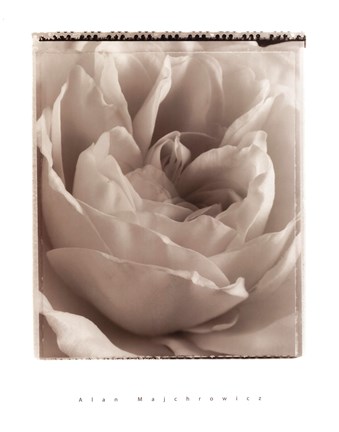 Framed Delicate Rose Print