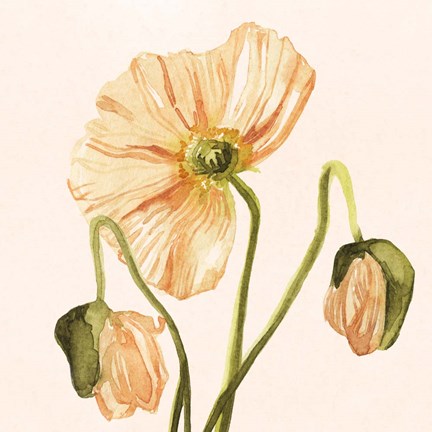 Framed Highpoint Poppies I Print