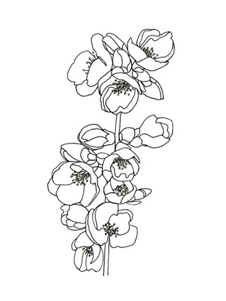 Framed Quince Blossom Contour II Print