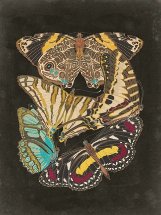 Framed Winged Patterns I Print