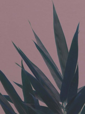 Framed Bamboo Pink II Print