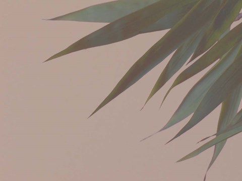 Framed Bamboo Pink III Print