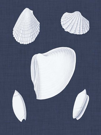 Framed Coquillages Blancs VI Print