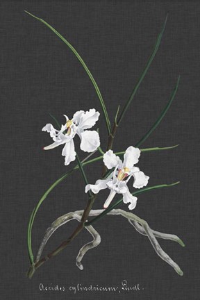 Framed Orchid on Slate II Print