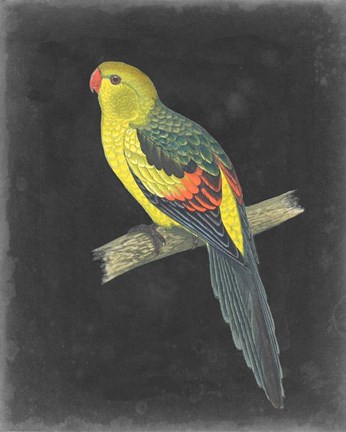 Framed Dramatic Parrots VI Print