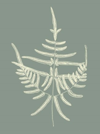 Framed Ferns on Sage I Print