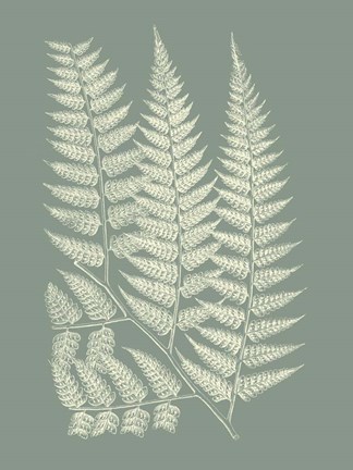 Framed Ferns on Sage III Print