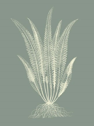 Framed Ferns on Sage IV Print