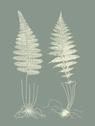 Framed Ferns on Sage VI Print