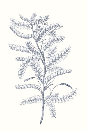 Framed Indigo Botany Study II Print