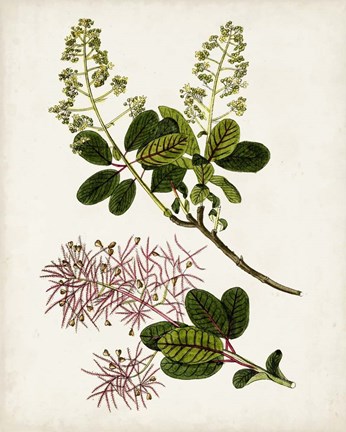 Framed Antique Botanical Study II Print
