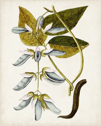 Framed Antique Botanical Study V Print