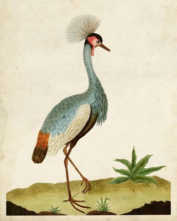 Framed Heron Portrait I Print