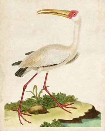 Framed Heron Portrait VII Print