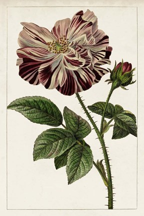 Framed Mauve Botanicals V Print