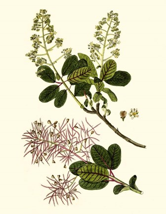 Framed Olive Greenery I Print