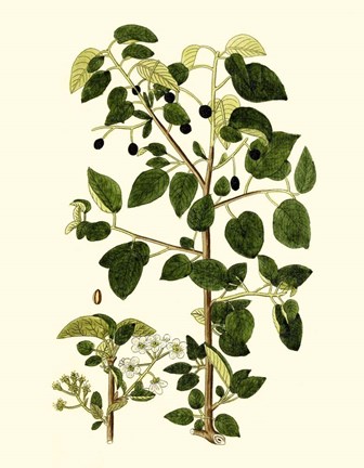 Framed Olive Greenery V Print