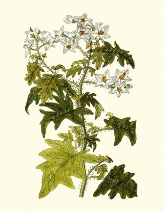 Framed Olive Greenery VI Print