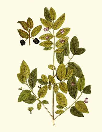 Framed Olive Greenery VII Print