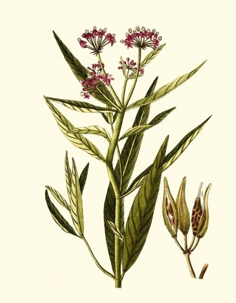 Framed Olive Greenery VIII Print