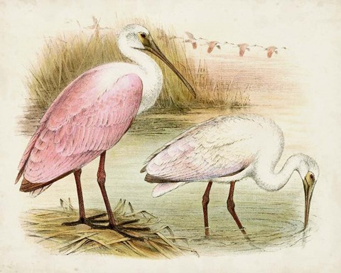 Framed Roseate Spoonbills I Print