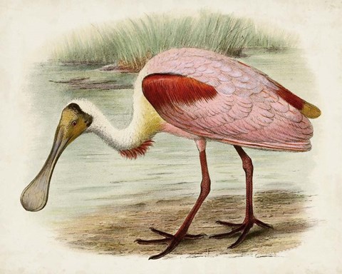 Framed Roseate Spoonbills II Print