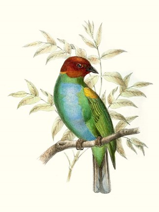 Framed On Perch IV Print