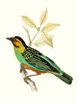 Framed On Perch VI Print