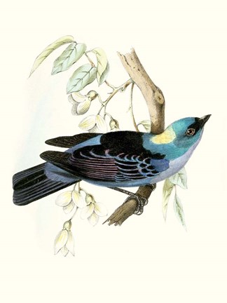 Framed On Perch VII Print